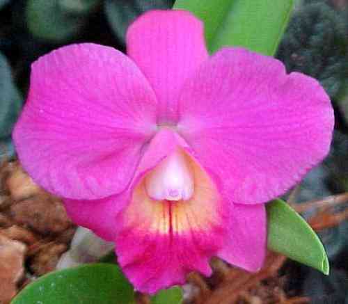 Sophrolaeliocattleya Mahalo Jack